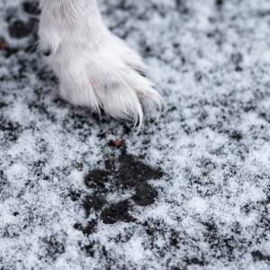 Nadchodzi trzaskający mróz. Oto jak zadbać o psa 