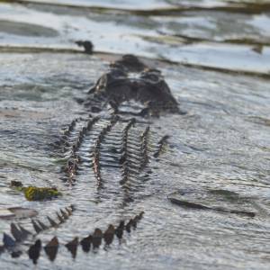 Scenariusz jak z horroru. Potężne krokodyle pływają ulicami miasta