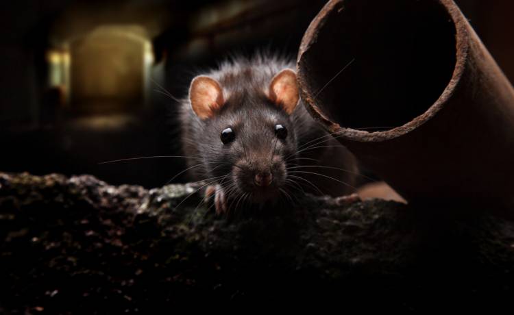 Ciekawe odkrycie! Myszy odczuwają stres przez... banany!