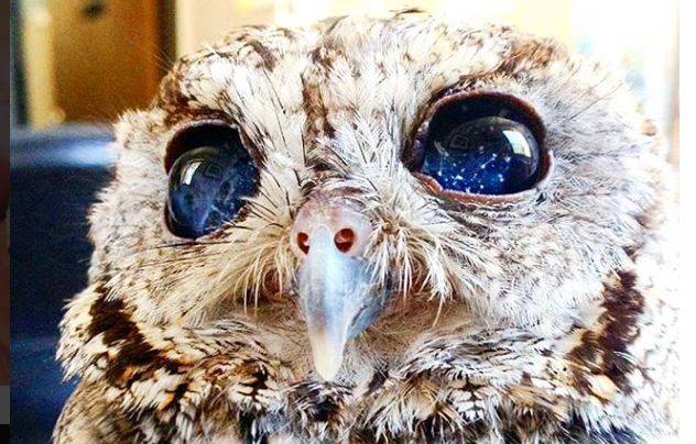 Zeus - niesamowita sowa z pięknymi oczami, które przypominają gwiazdy! 