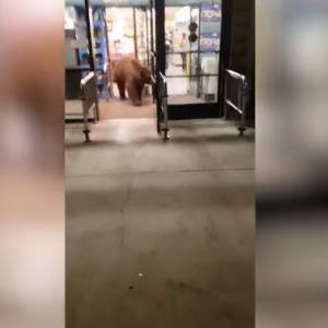 Nastraszył ludzi, ukradł chipsy i uciekł. Bliskie spotkanie z niedźwiedziem w sklepie [WIDEO]