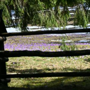 #krokusy - gdzie można podziwiać filetowe dywany w Tatrach?