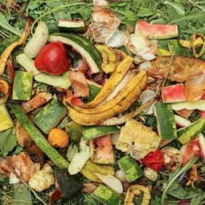 Jak prawidłowo segregować odpady bio? Sprawdź, czego nie wrzucać do brązowego pojemnika