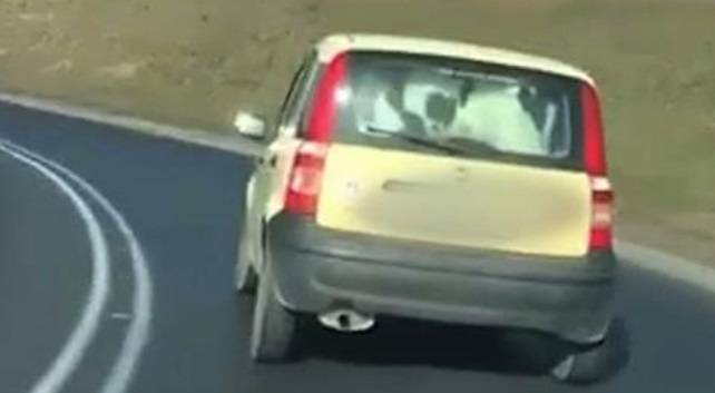 Kierowca Pandy przewoził krówkę na tylnym siedzeniu samochodu? [WIDEO]