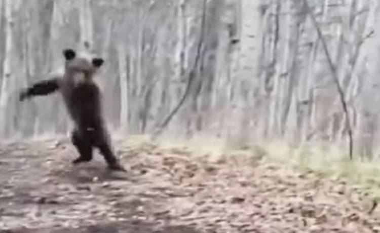 Niedźwiadek "tańczy" przed kamerą?! Nietypowe nagranie podzieliło internautów! "Mnie nie śmieszy" [WIDEO]