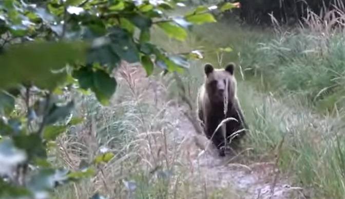 Bliskie spotkanie z niedźwiedziami! Niecodzienne nagranie trafiło do sieci: "Umarłabym ze strachu" [WIDEO]