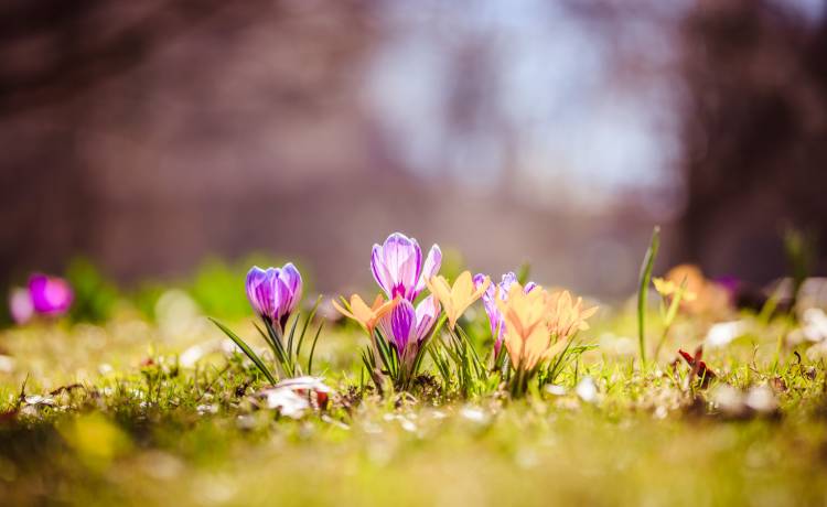 Pierwszy dzień wiosny już wkrótce! Kiedy dokładnie?