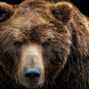 Gang „niedźwiedzi włamywaczy” terroryzuje mieszkańców! „Warknął na mnie i próbował dosięgnąć swoją łapą”