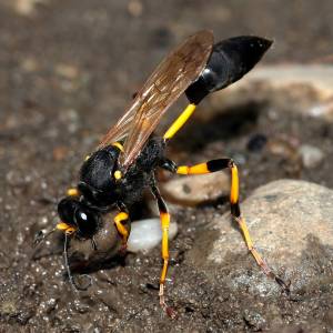 Niesłusznie mylą go z szerszeniem. Czy gliniarz naścienny jest groźny?