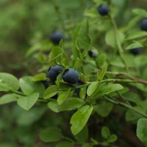 Zapomnij o suplementach! Oto najprostszy sposób na zdrowe jelita z polskiego lasu