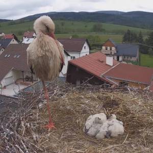 Samotny bocian próbuje wychować maluchy po tragicznej śmierci samicy. Ochotnicy pomagają w opiece nad pisklętami! [WIDEO]