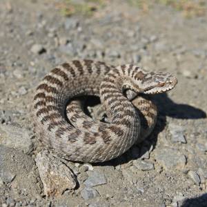 Żmije zygzakowate budzą się do życia. O tych rzeczach pamiętaj, kiedy ją spotkasz [FOTO]