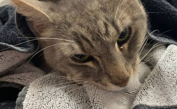 Kot uratował dzieci przed najbardziej jadowitym wężem w Australii. Niestety sam nie przeżył