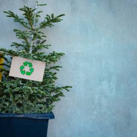 Do jakiego pojemnika wyrzucić choinkę? Warto wiedzieć, by nie dostać mandatu