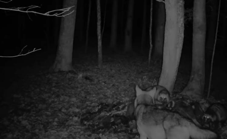 Wilk kontra jenoty. Starcie, którego finał może zaskakiwać! [WIDEO]