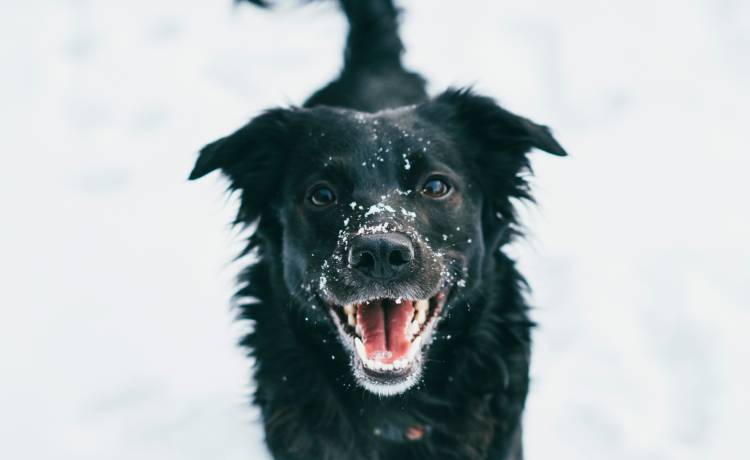 Właśnie tak wygląda bezgraniczne szczęście. Bardziej uroczego wideo długo nie zobaczysz! [WIDEO]