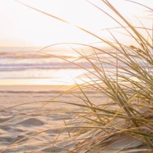 Tajemniczy stwór znaleziony na jednej z plaż. Nie ma oczu ani płetw