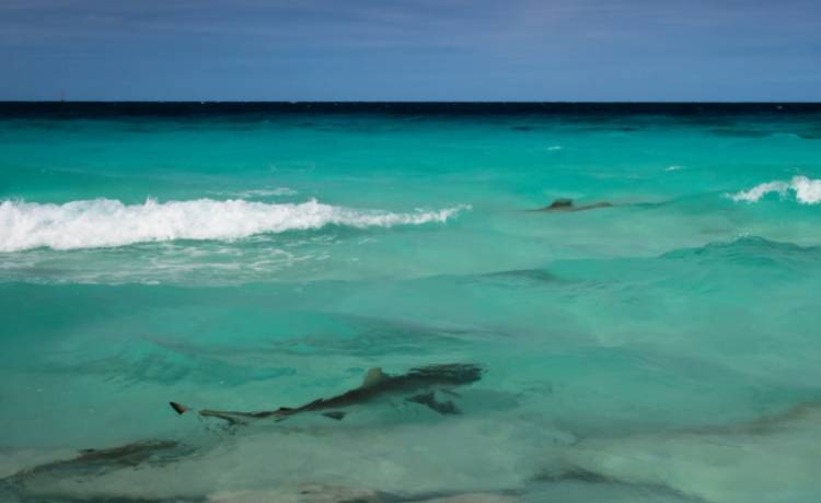 O krok od tragedii! Zdjęcia zrobione dronem uratowały jego rodzinę 