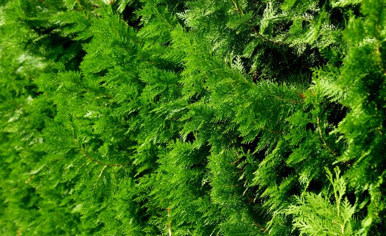 Fot. Shutterstock/m.jrn