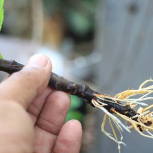 Wystarczą dwa składniki z kuchni. Już nigdy nie sięgniesz po sklepowy ukorzeniacz!