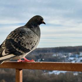 Gołębie już nigdy nie wrócą! Poznaj sekret czystego balkonu