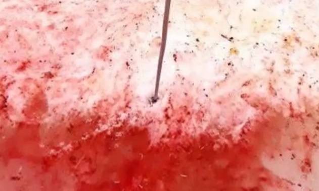 Czerwony śnieg na Antarktyce? Myśleli, że to ślady krwi pingwina [WIDEO]  