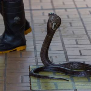 Jadowita kobra ugryzła go w krocze! Lekarze podjęli szokującą decyzję!