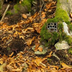 Trzynogie zwierzę w lesie! Kamera zarejestrowała niecodzienny materiał [WIDEO]