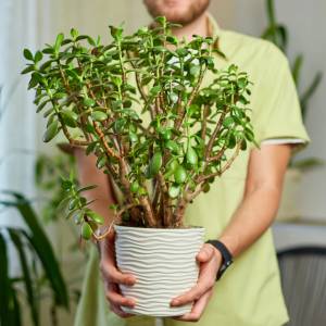 Grubosz jest symbolem szczęścia. Niektórzy nie powinni trzymać go w domu