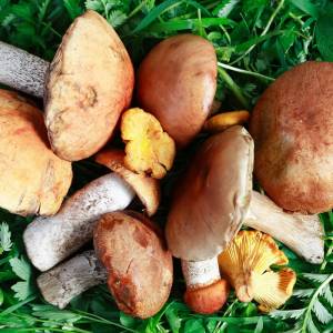 Prawdziwek - olbrzym! Grzybiarz z Kaszub znalazł wielkiego grzyba [FOTO]