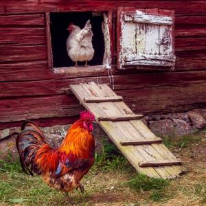 Złodziej – łakomczuszek. Niczym lis wkradł się do kurnika. Grodzi mu 10 lat pozbawienia wolności 