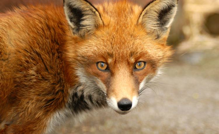 Wadowice. Lisy pokochały kurczaki i podkradają je klientom restauracji KFC [WIDEO]                                                    