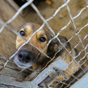 Krakowskie schronisko w potrzebie! Potrzebna pomoc dla psów