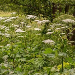 Tej rośliny lepiej nie dotykać. Skutki kontaktu ze skórą możesz odczuwać do końca życia