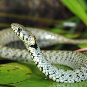 Płock. Nietypowe odkrycie w centrum miasta. Wezwali EkoPatrol