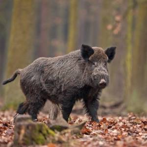 Uśmiechnięty dzik w fotopułapce! "Jak zalotnie przekrzywił główkę" [FOTO]