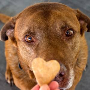 Te 4 sposoby sprawią, że twój pies będzie żyć dłużej!