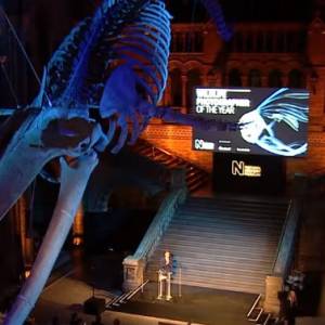 "The Moment" - niezwykły kazdr ze spotkania świstaka i lisa. To najlepsze zdjęcie dzikiej przyrody z 2019 roku!  