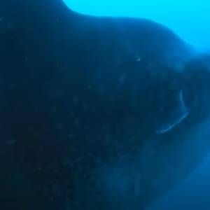 To najcięższa ryba na świecie? Gigantyczny okaz waży niemal 3 tony! Nagranie robi wrażenie [WIDEO]