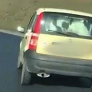 Kierowca Pandy przewoził krówkę na tylnym siedzeniu samochodu? [WIDEO]