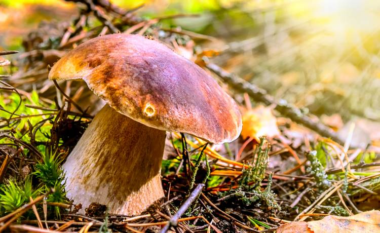 Zaskakujący "grzybiarz". Wszystko nagrała kamera [WIDEO]