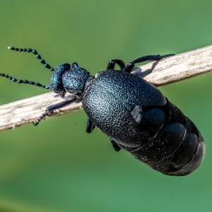 Chrząszcz, którego lepiej nie dotykać. Oleica krówka występuje w całej Polsce