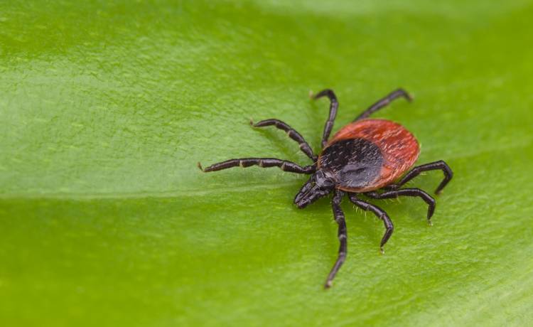 Kleszcze częściej atakują ludzi z tą grupą krwi 