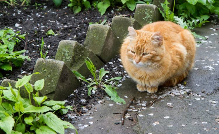 Kot odwiedzał sklep. Stał się atrakcją turystyczną [FOTO]