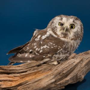 Jak naprawdę wyglądają nogi sowy? Musisz to zobaczyć!