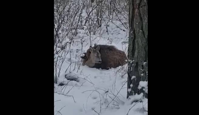 Dzik wtulony w sarnę?! Nagranie z fotopułapki robi furorę w sieci! [WIDEO]