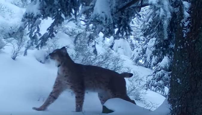 Tak bawi się ryś! Zwierzę znalazło miejsce do zabawy tuż przed obiektywem fotopułapki... [WIDEO]