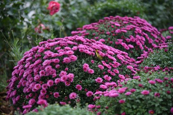 Jak dbać o chryzantemy? O tym trzeba pamiętać!