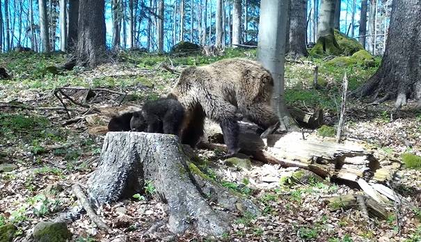 Niedźwiedzie maluchy robią furorę w sieci! Tak brykają po lesie [WIDEO]