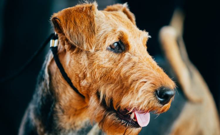 Tak upartego psa jeszcze nie widzieliście. To nagranie jest hitem sieci [WIDEO]